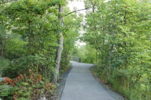 path in a forest - where will it take you?