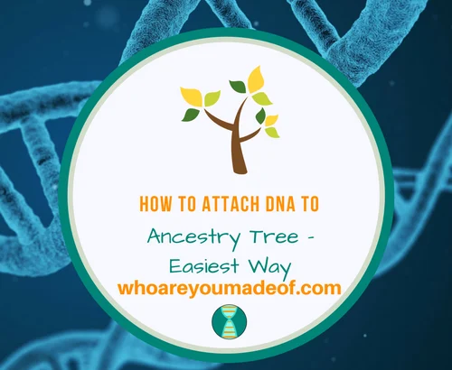 How to Attach DNA to Ancestry Tree - Easiest Way