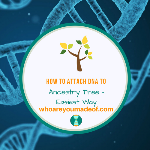 How to Attach DNA to Ancestry Tree - Easiest Way