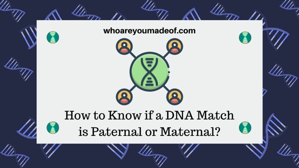 How to Know if a DNA Match is Paternal or Maternal