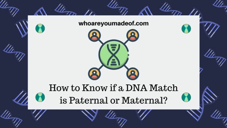 How to Know if a DNA Match is Paternal or Maternal