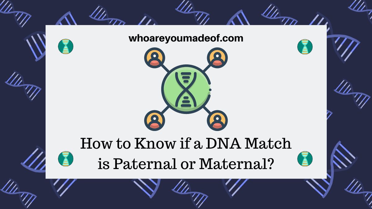 How to Know if a DNA Match is Paternal or Maternal? Who are You Made Of?