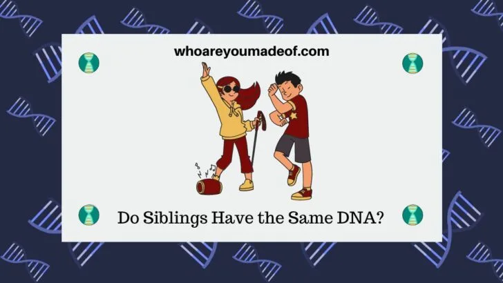 Do Siblings Have the Same DNA?