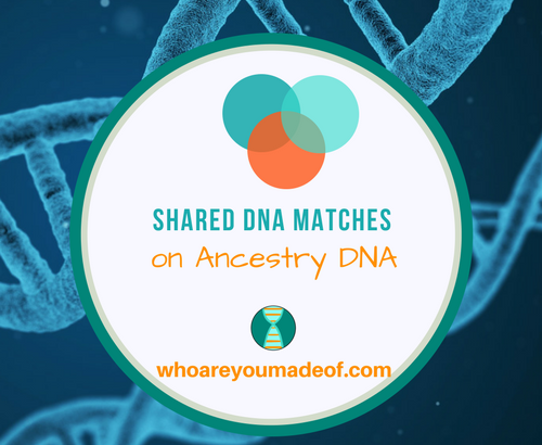 What are Shared Matches on Ancestry DNA_
