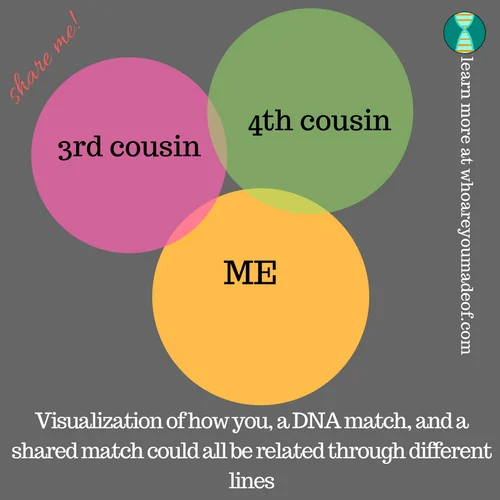 visualization of a shared DNA match