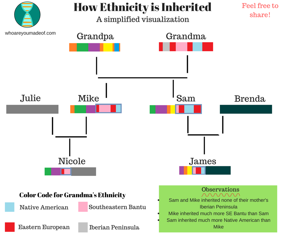 demonstration of how ethnicity is inherited, with children inherited all regions from parents, but grandchildren missing some of the grandparents' regions