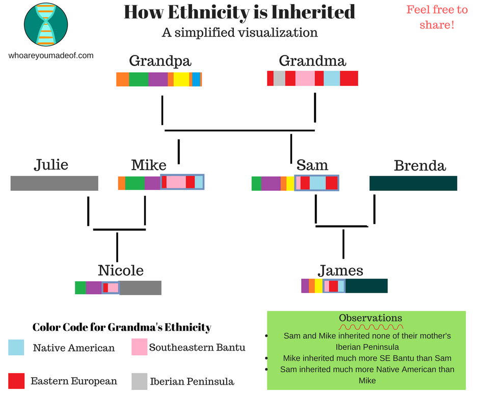 A simple visualization of how ethnicity is inherited