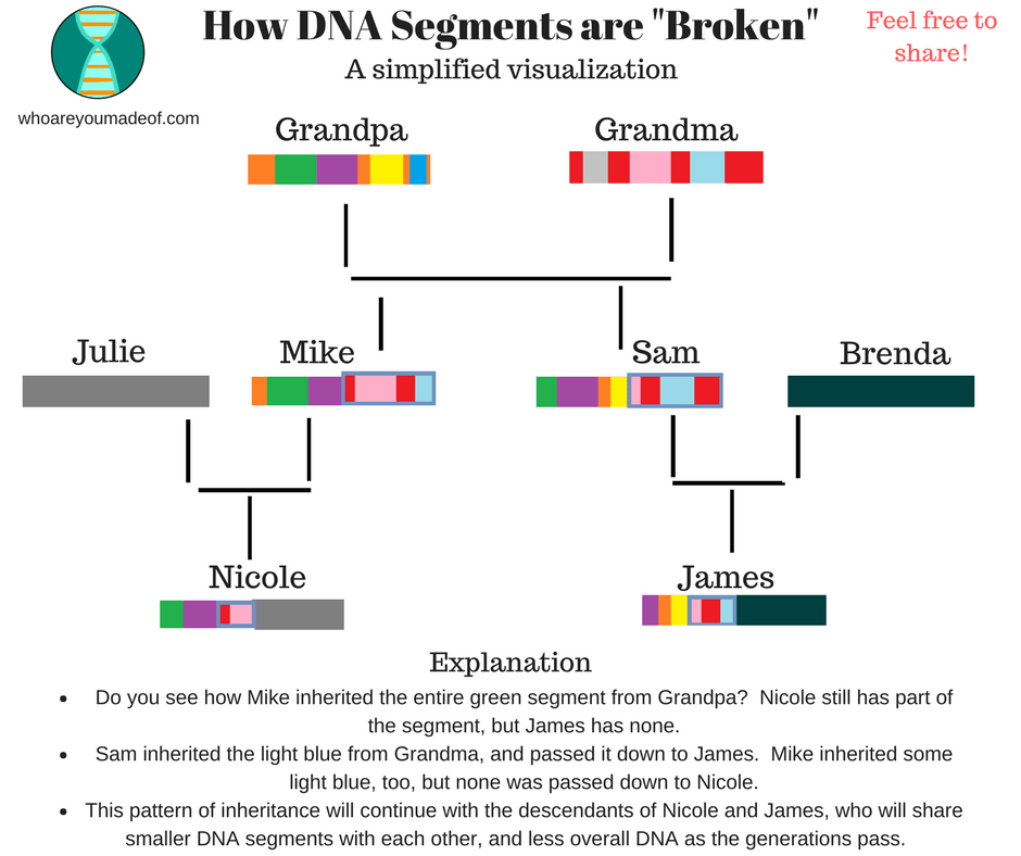 Title of graphic:  How DNA Segments are "Broken", a simplified visualization. Transcript of infographic, which illustrates colored DNA segments belonging to "Grandma" and "Grandpa", with portions passed down to sons "Mike" and "Sam", and then smaller portions inherited by grandchildren "Nicole" and "James":

Explanation:

 bullet: Do you see how Mike inherited the entire green segment from Grandpa? Nicole still has part of the segment, but James has none.
bullet: Sam inherited the light blue from Grandma, and passed it down to James. Mike inherited from light blue, too, but none was passed down to Nicole.
 bullet: This pattern of inheritance will continue with the descendants of Nicole and James, who will share smaller DNA segments with each other, and less overall DNA as the generations pass.