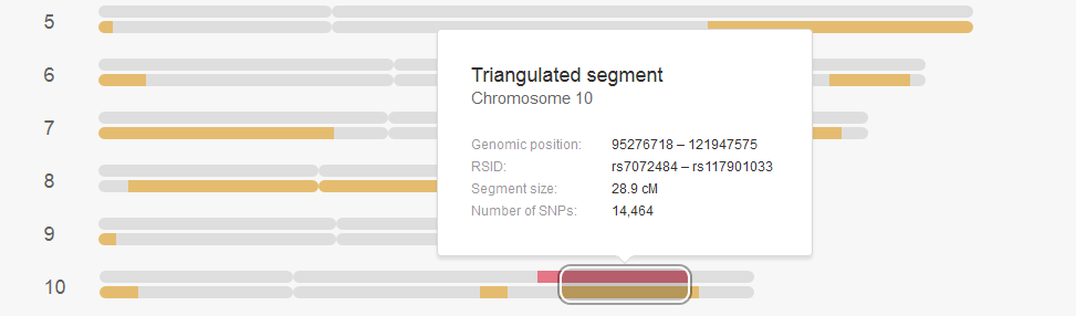 How to view the triangulated segment location on My Heritage DNA, this is an example snapshot from the browser showing a triangulated segment on chromosome 10