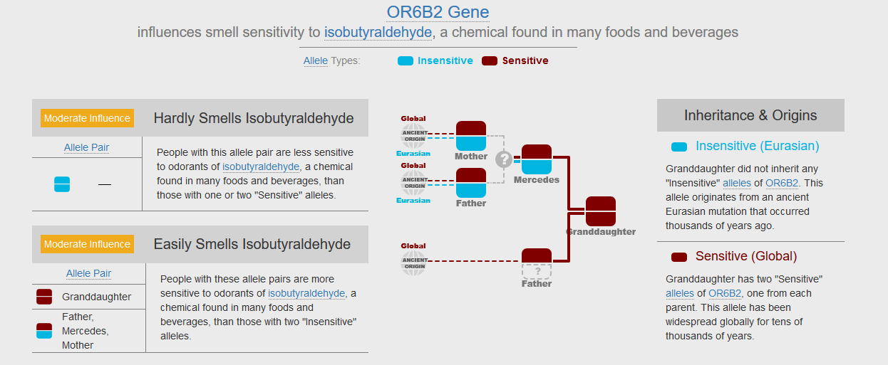 OR6B2 Gene in Grandchild Report on Gene Heritage