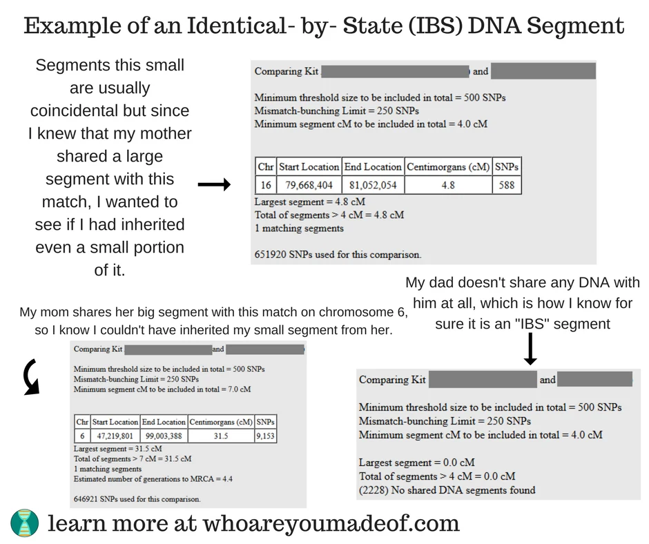 Example of an Identical- by- State DNA Segment, comparisons between myself, my match, and my parents on gedmatch