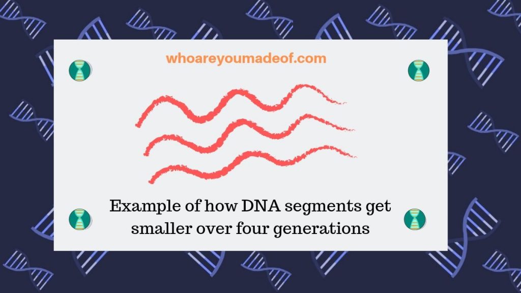 Example of how DNA segments get smaller over four generations