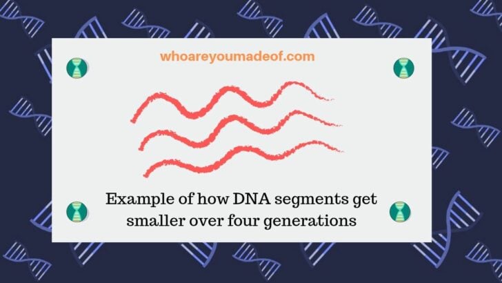 Example of how DNA segments get smaller over four generations