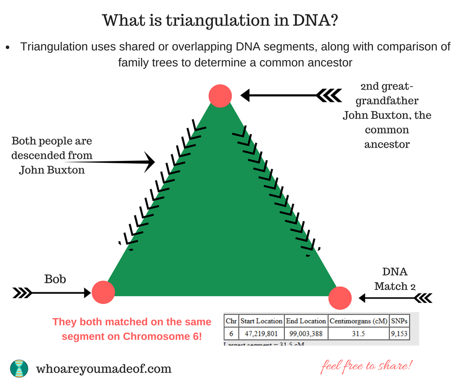 What does triangulation mean?  Triangulation uses shared or overlapping DNA segments, along with comparison of family trees to determine a common ancestor.