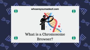 What is a Chromosome Browser? - Who are You Made Of?