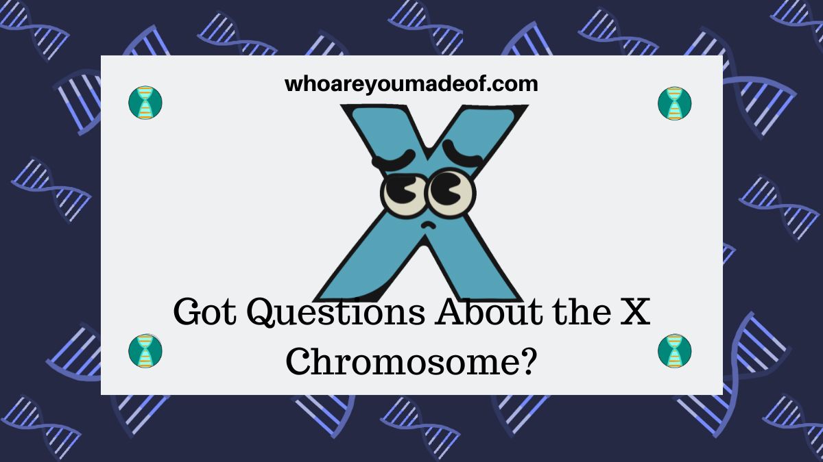 Got Questions About the X Chromosome