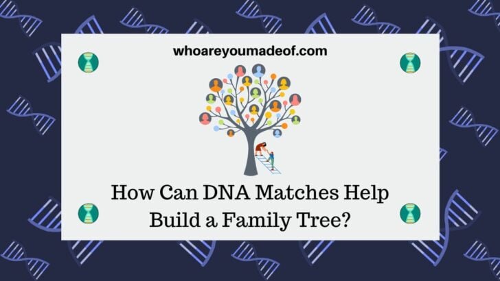 How Can DNA Matches Help Build a Family Tree?