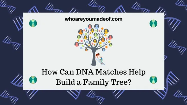 How Can DNA Matches Help Build a Family Tree?