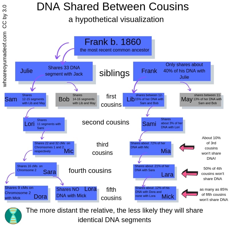 visualization of dna shared between cousins dna segments passed down