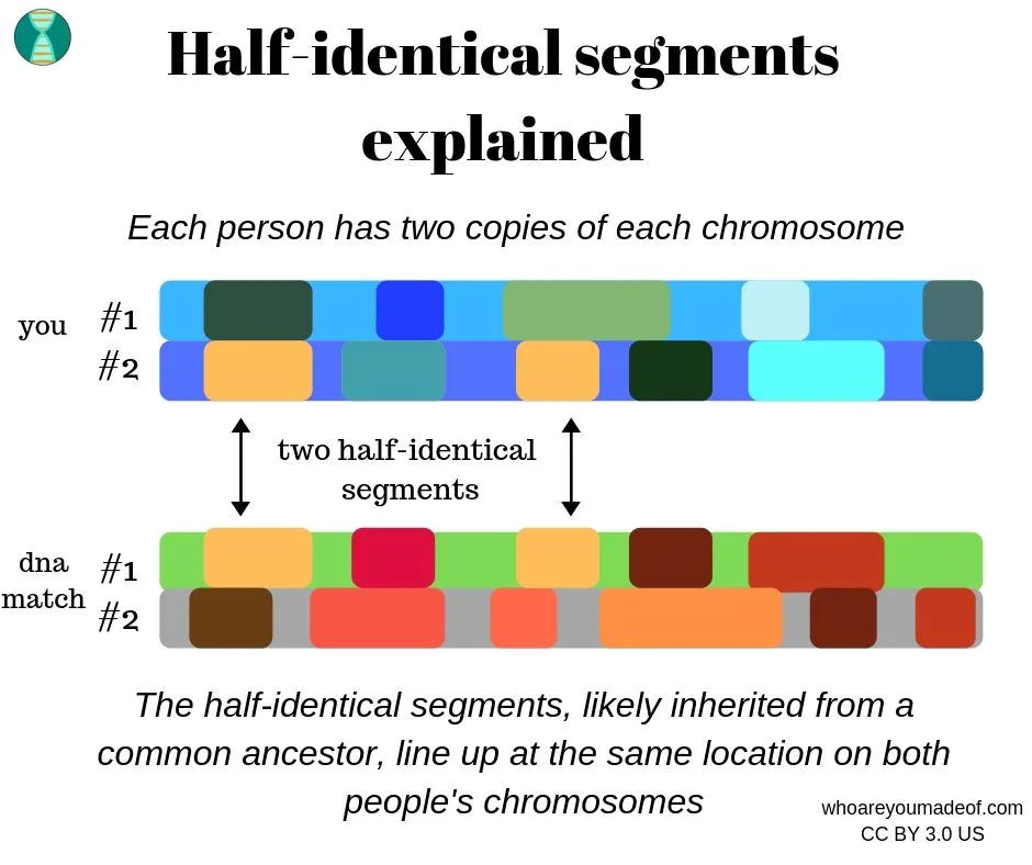 what is a half-identical DNA segment? 