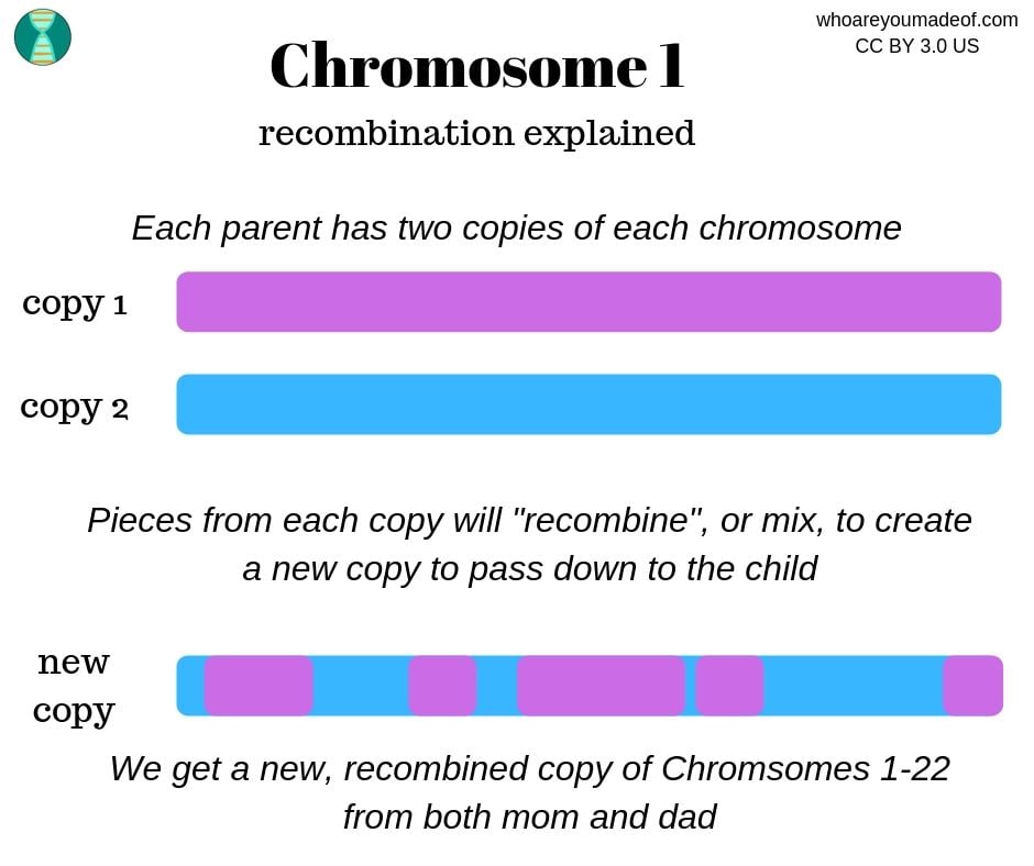 how recombination works to make a new copy of a chromosome