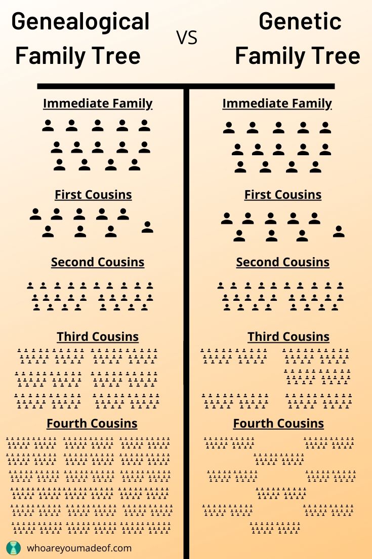 what-is-a-genetic-family-tree-who-are-you-made-of