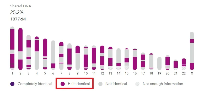 An aunt and niece, sharing 1877 cMs, have only half-identical segments in common on 23andMe results.  Light purple and dark purple illustrate the difference in segments.