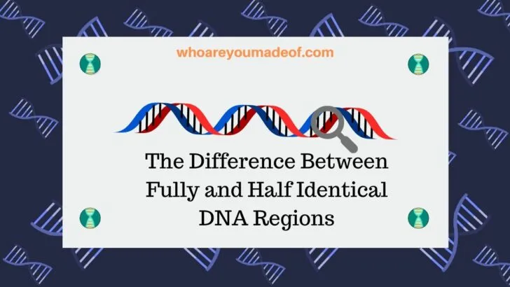 The Difference Between Fully and Half Identical DNA Regions