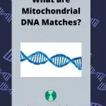 What are Mitochondrial DNA Matches?