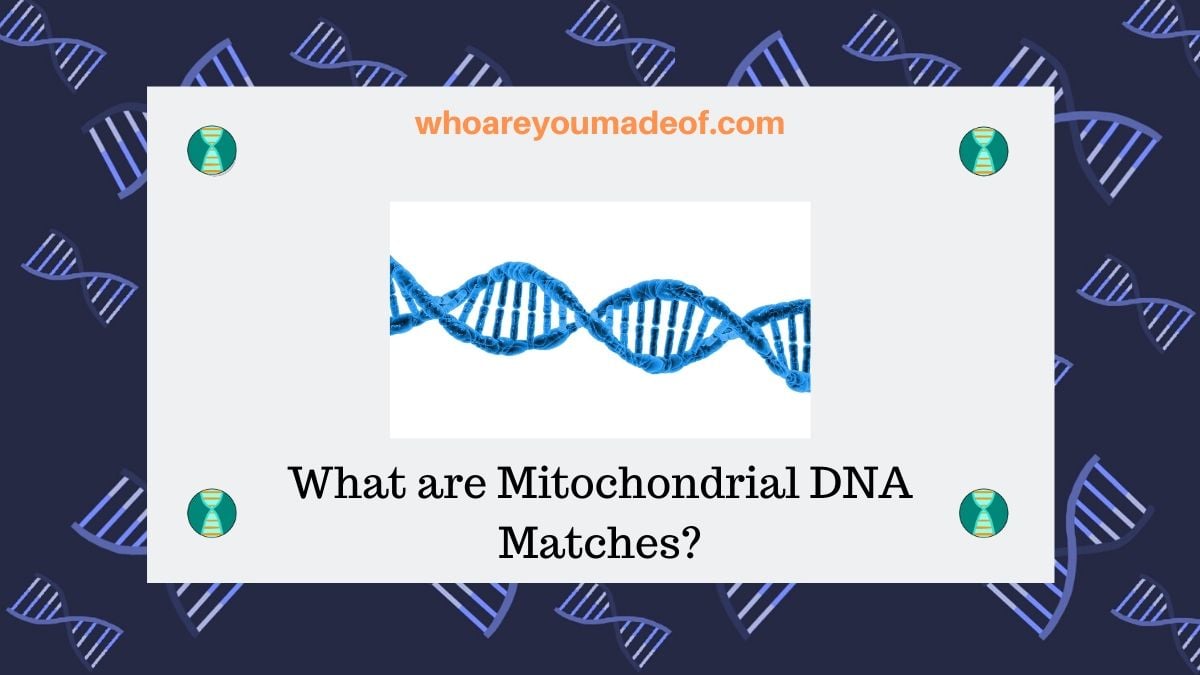 What are Mitohondrial DNA Matches_