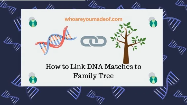 How to Link DNA Matches to Family Tree
