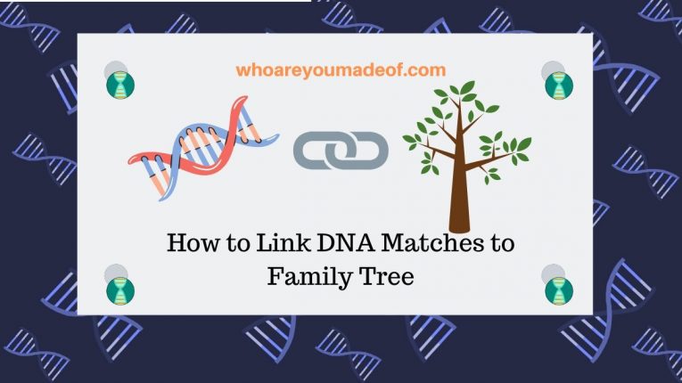 How to Link DNA Matches to Family Tree - Who are You Made Of?