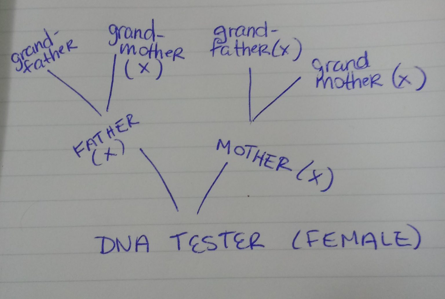 What is an X DNA Match on Family Tree DNA? Who are You Made Of?