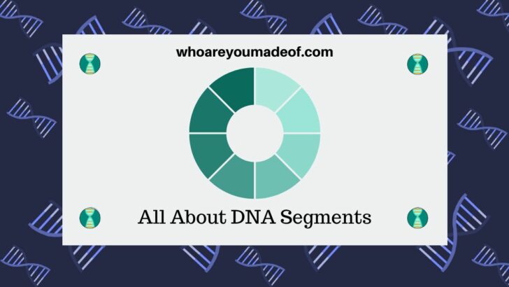 All About DNA Segments