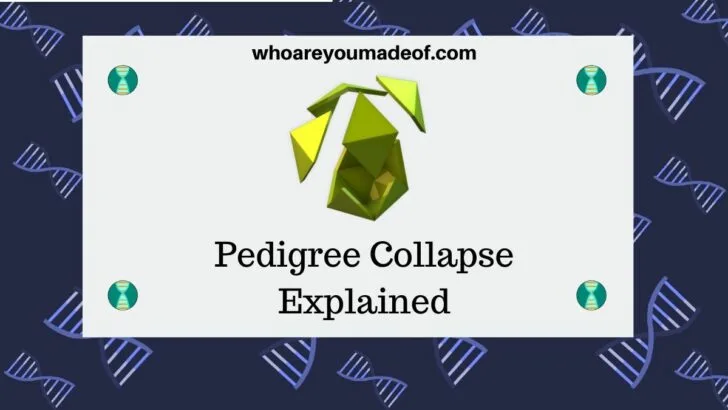 Pedigree Collapse Explained