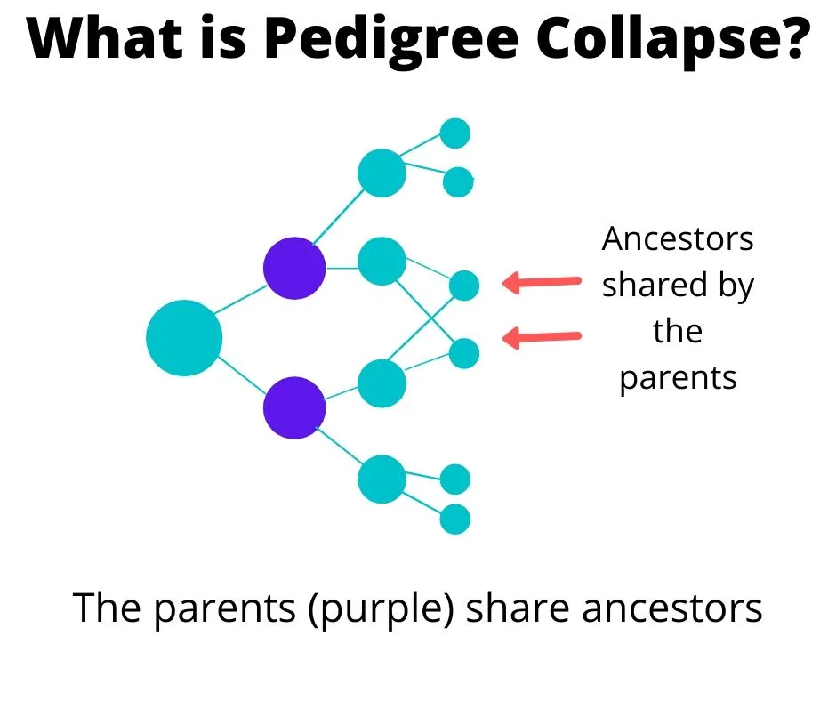 Visual illustration of the pedigree collapse example.  The parents (purple dots) share grandparents, meaning they are first cousins