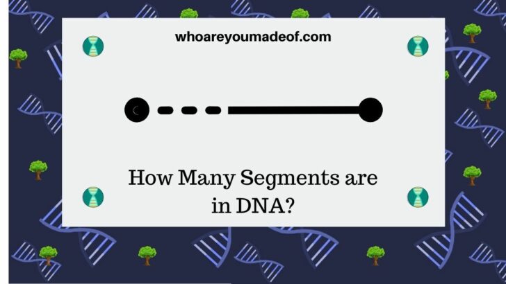How-Many-Segments-are-in-DNA-