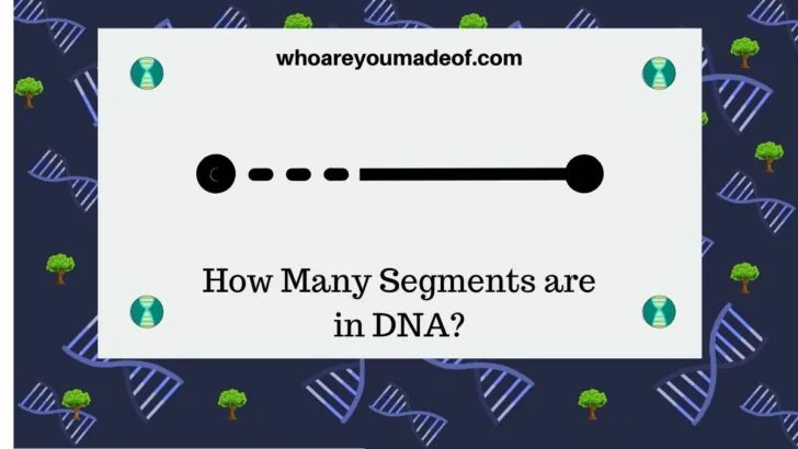 How-Many-Segments-are-in-DNA-