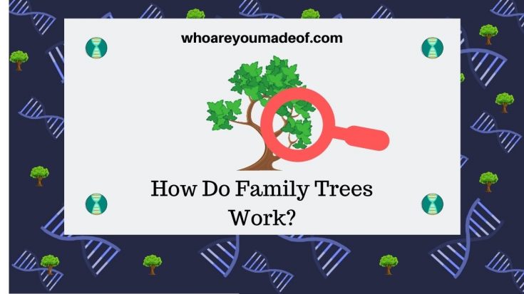 how-do-family-trees-work-who-are-you-made-of