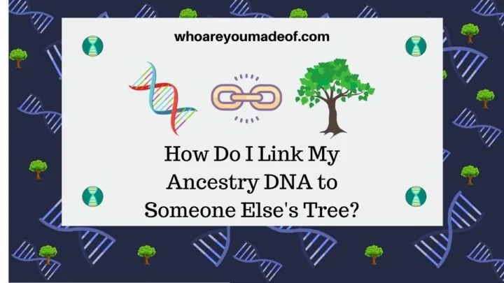 How Do I Link My Ancestry DNA to Someone Else's Tree