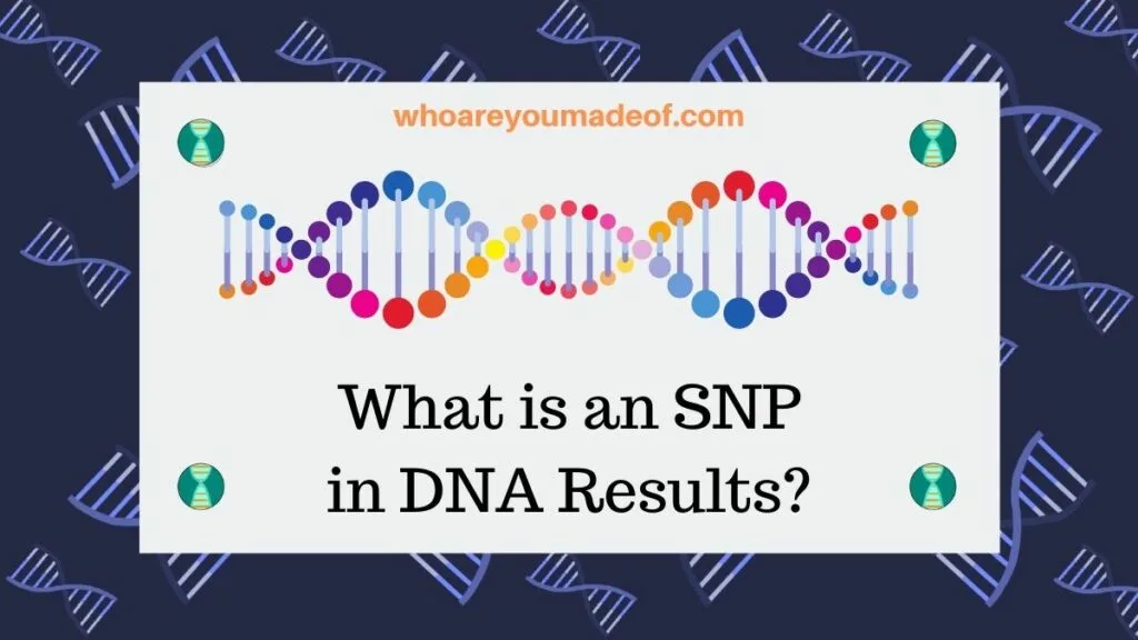 What is an SNP in DNA Results(1)