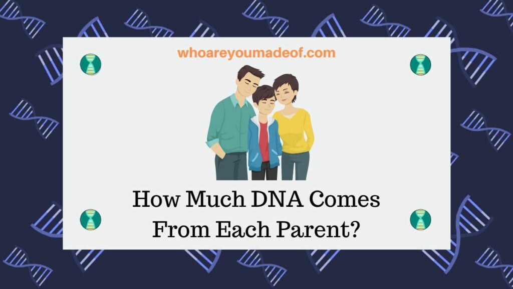 How Much DNA Comes From Each Parent