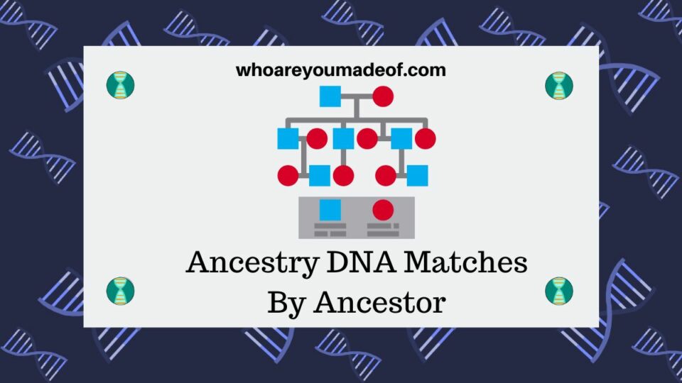 View Ancestry DNA Matches By Ancestor With ThruLines - Who Are You Made Of?