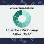 How Does Endogamy Affect DNA